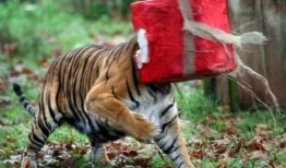 非洲虎吃瓜视频,西瓜大餐大揭秘