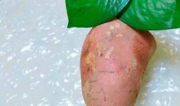 皮炎可以吃土瓜不,天然食材的神奇疗效