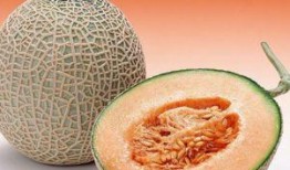 小月亮吃哈密瓜,小月亮的哈密瓜盛宴之旅