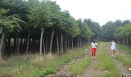 考察苗圃吃瓜视频