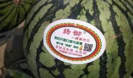 故事瓜瓜吃瓜主题