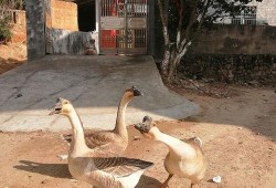 吃瓜幸运鹅,揭秘娱乐圈背后的甜蜜瓜果