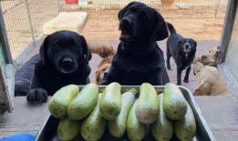 狗吃角瓜吗,揭秘它们对角瓜的喜爱之谜