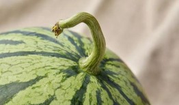 上海吃瓜闲聊群,邻里间的欢乐时光