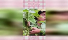 小树瓜怎么吃,解锁美味新体验