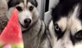 二哈搞笑吃瓜,笑料横飞！