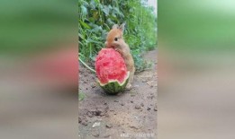 兔子吃秋瓜,兔子欢享美味时光