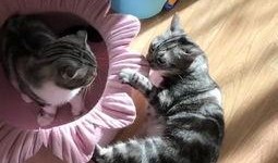 娱乐吃瓜猫,揭秘娱乐圈那些不为人知的幕后故事