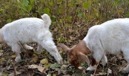 吃蜜瓜的小羊图片,小羊品尝蜜瓜的欢乐时光