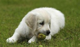 狗吃角瓜吗,揭秘它们对角瓜的喜爱之谜