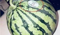 吃瓜网红黄,吃瓜网红的崛起与影响