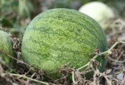 虎牙冷菱吃瓜,揭秘网络红人的幕后故事