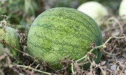 虎牙冷菱吃瓜,揭秘网络红人的幕后故事