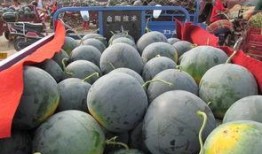 丰收瓜心怎样吃