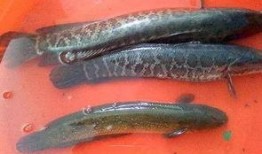 黑鱼视频吃瓜网,揭秘娱乐圈幕后真相，带你领略明星生活