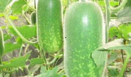 贵州道教吃瓜视频大全,吃瓜视频中的神秘面纱