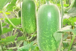 呱呱吃瓜月洋,月洋的趣味生活点滴